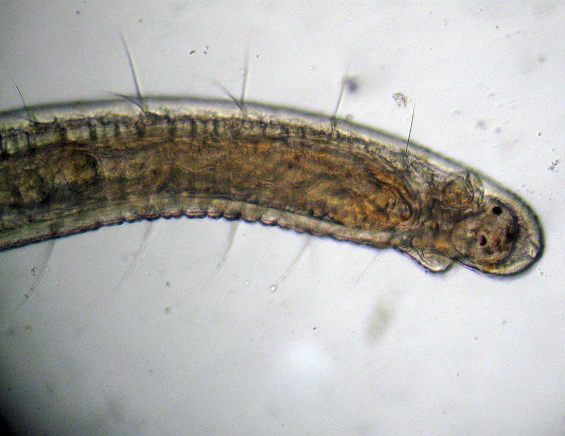 Anellidi policheti quasi microscopici